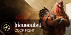 cock fight related articles